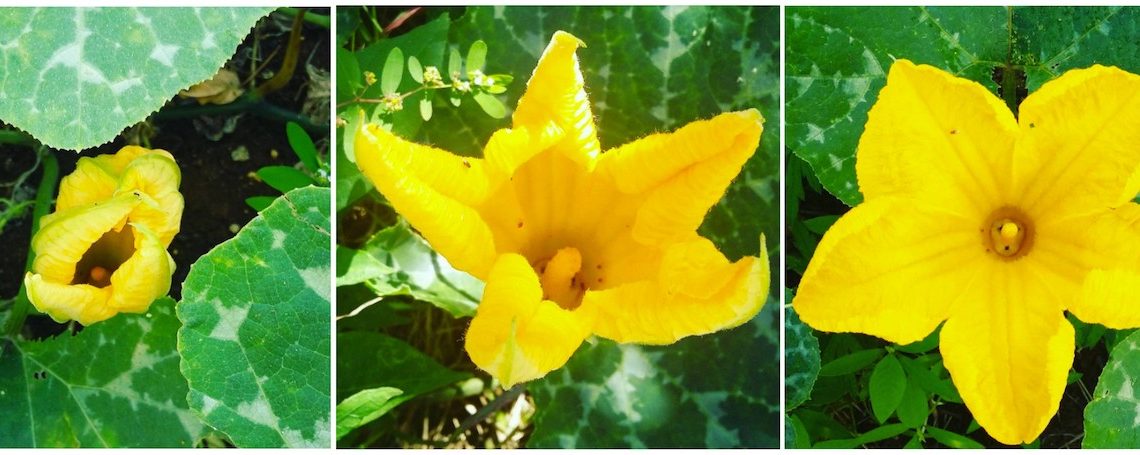 Nature en Guadeloupe : le jaune lui va si bien