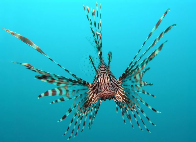 Caraibe : ce poisson-lion si « menaçant », mangeons-le !
