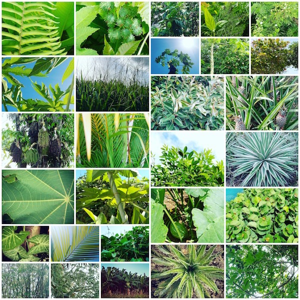 Guadeloupe - nature - verts