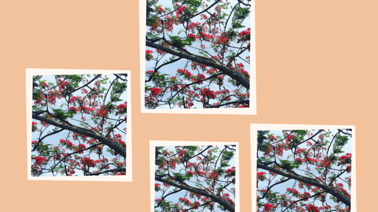 Guadeloupe : quand la nature se pare de rouge