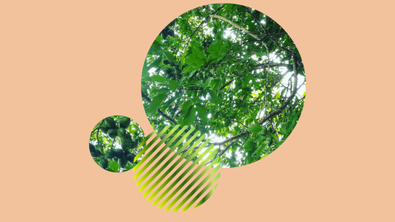 Guadeloupe : une palette extraordinaire de verts naturels