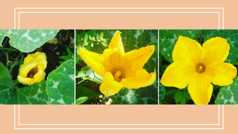 Nature en Guadeloupe :  le jaune lui va si bien