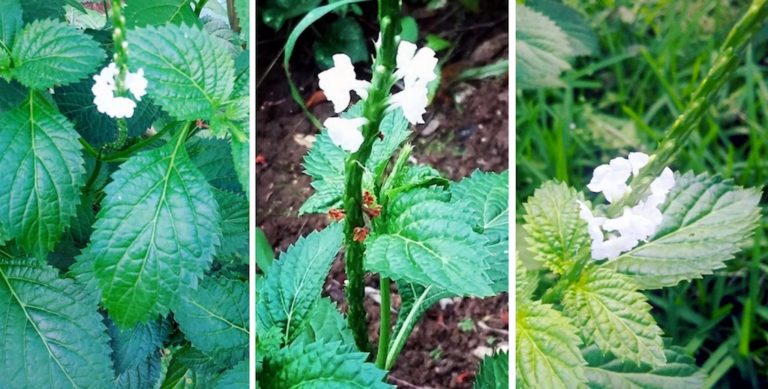 Nature en Guadeloupe : des fleurs blanches par milliers
