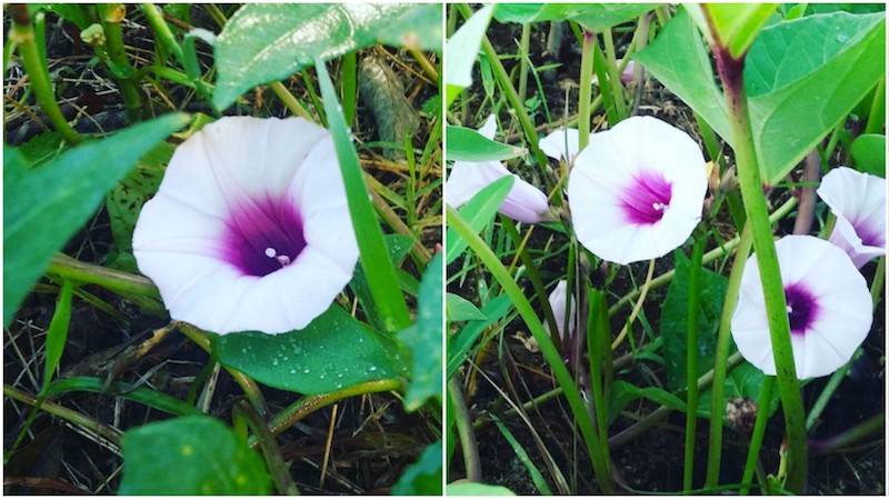 Nature en Guadeloupe : ces si jolies touches de violet