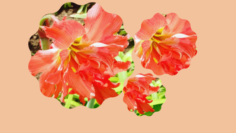 Nature en Guadeloupe : orange tous azimuts