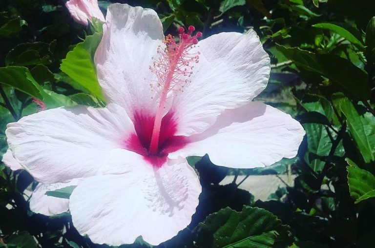 Nature en Guadeloupe : regarder l’hibiscus et trouver l’inspiration