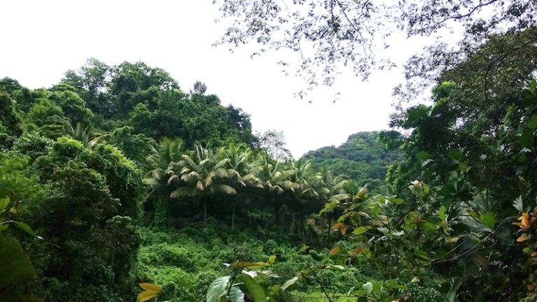 Guadeloupe : en balade à l’Habitation La Grivelière