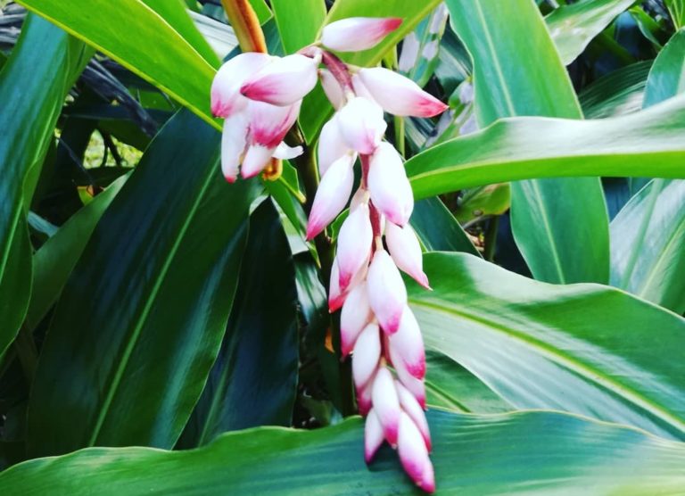 Fleurs en Guadeloupe : explosion de couleurs