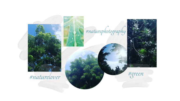 Guadeloupe et nature : du vert, du vert et encore du vert