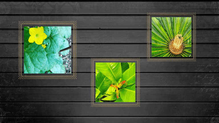 Guadeloupe : 7 merveilles dans la nature