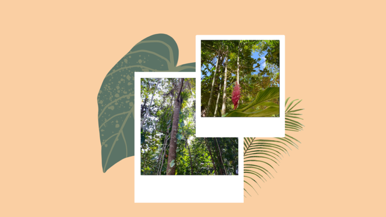 Nature en Guadeloupe : 3 récentes vidéos publiées sur Twitter qui ont retenu votre attention