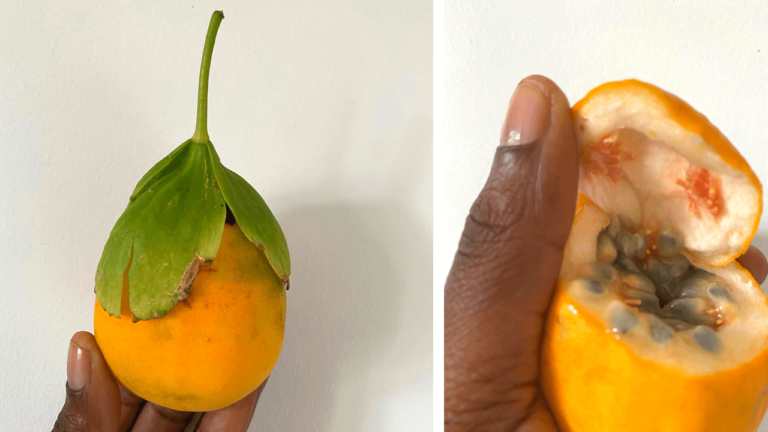 Sur Twitter, succès inattendu pour mon clin d’oeil à la pomme liane