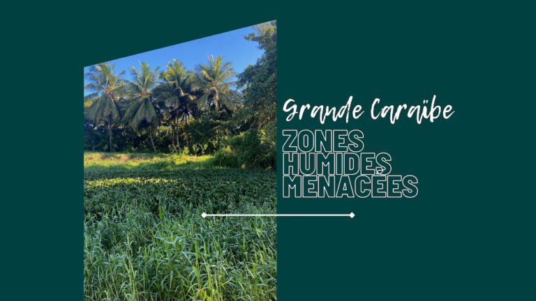 Caraibe : 3 menaces majeures concernant les zones humides