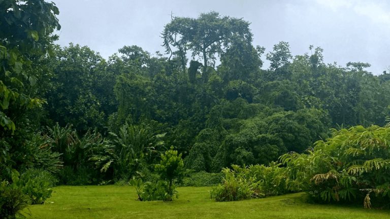 Lieu de rêve en Guadeloupe : le Jardin Malanga à Trois-Rivières