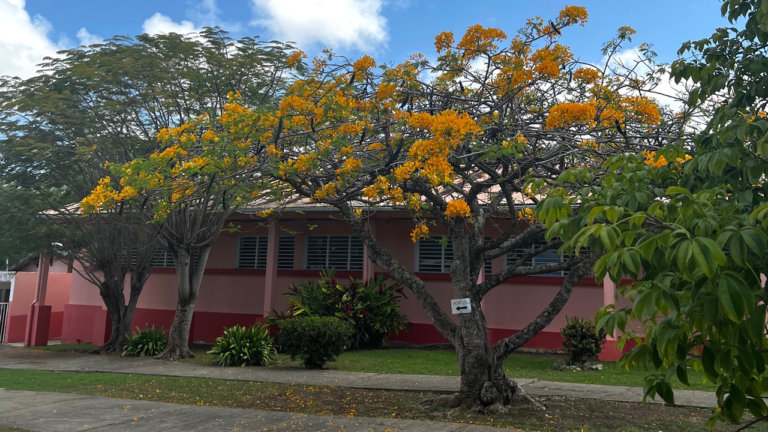 Guadeloupe : coup de cœur pour le joli cadre du groupe scolaire de Bragelone