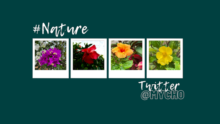 Faire rimer Twitter avec nature et inspiration