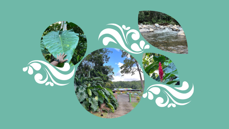 Lieu de rêve en Guadeloupe : le Village O Tibouboul à Goyave