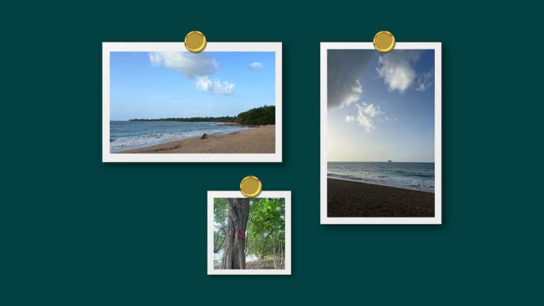 Lieu de rêve en Guadeloupe : la gigantesque plage de Clugny à Sainte-Rose