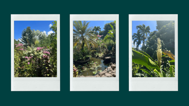 Lieu de rêve en Guadeloupe : un jardin extraordinaire à Baie-Mahault