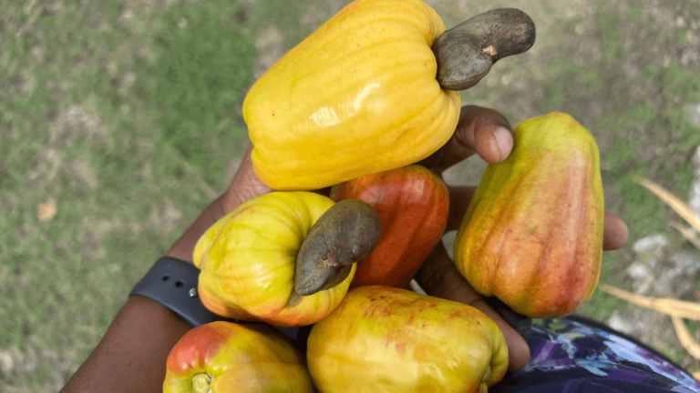 Je suis locavore : 10 fruits partagés récemment sur le réseau social X