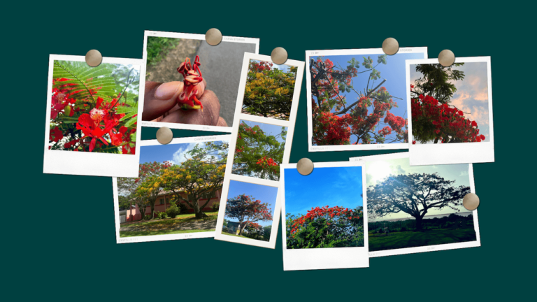 Coup de coeur des grandes vacances :  les flamboyants en fleur en 12 photos