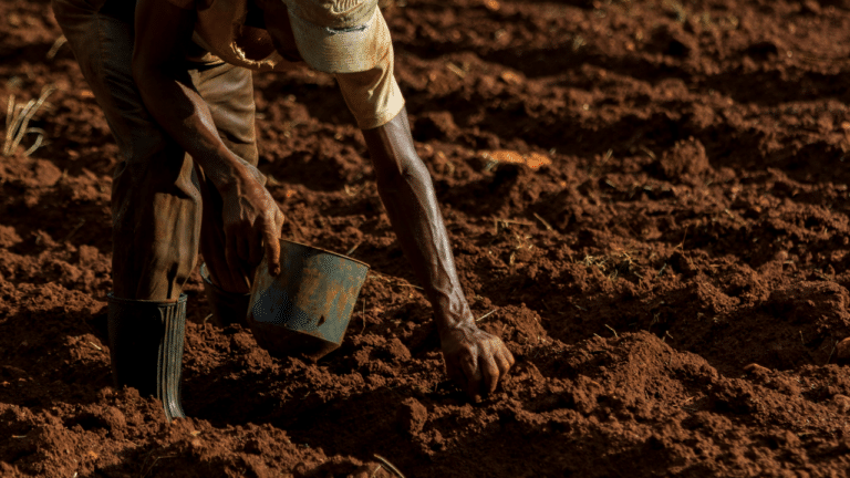 Pourquoi Cuba est le leader agricole de la Grande Caraïbe