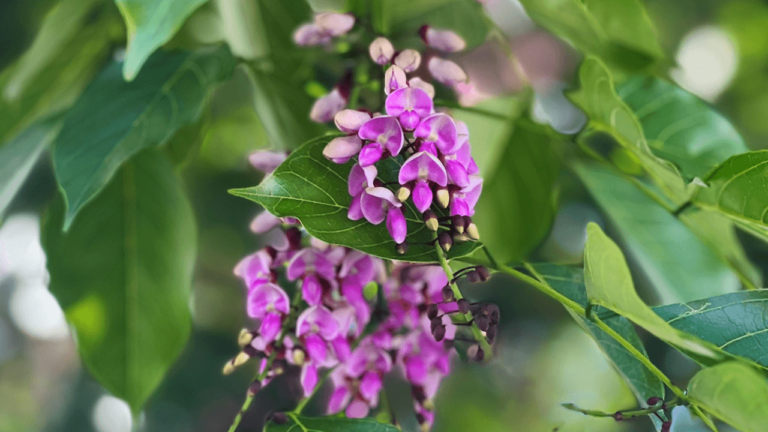 Fleurs en Guadeloupe : une palette de couleurs inégalée