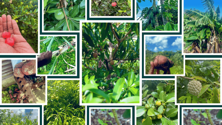 Guadeloupe : clin d’œil à ces fruits et légumes que j’aime tant