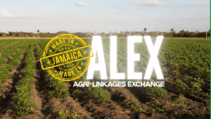 Quand le tourisme dynamise l’agriculture : le succès de la plateforme ALEX en Jamaïque