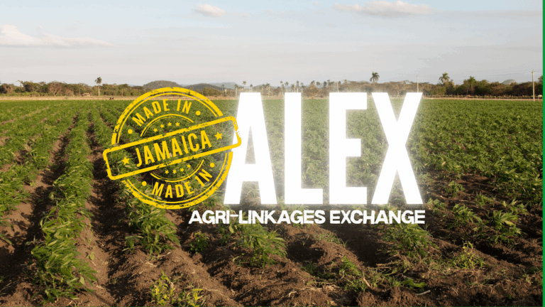 Quand le tourisme dynamise l’agriculture : le succès de la plateforme ALEX en Jamaïque