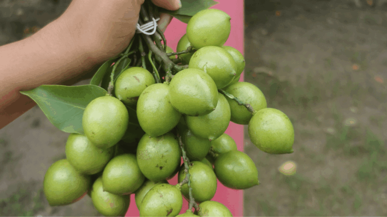 Pourquoi la quénette est définitivement mon fruit préféré
