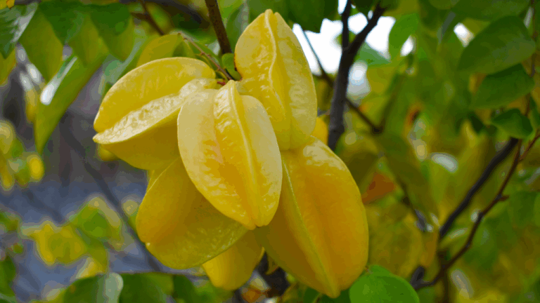 La carambole, un fruit si délicieux, mais potentiellement dangereux